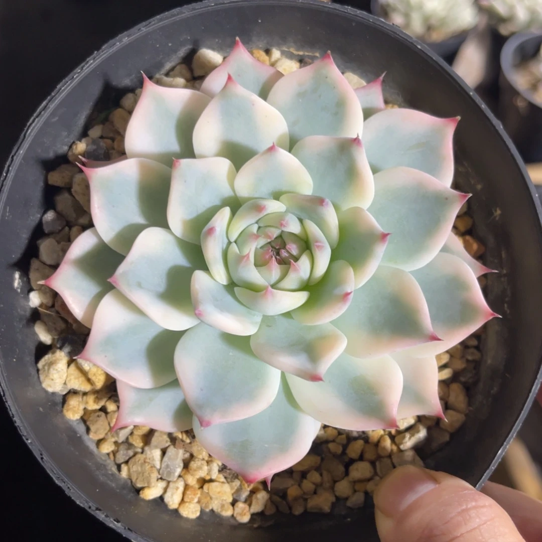 吉娃娃锦 一物一拍不支持退换