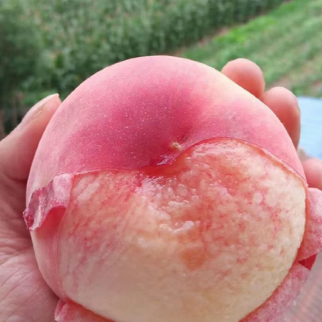 【天水秦安精品高山水蜜桃】省外拍水蜜桃鲜爆多汁现摘现发顺丰包邮