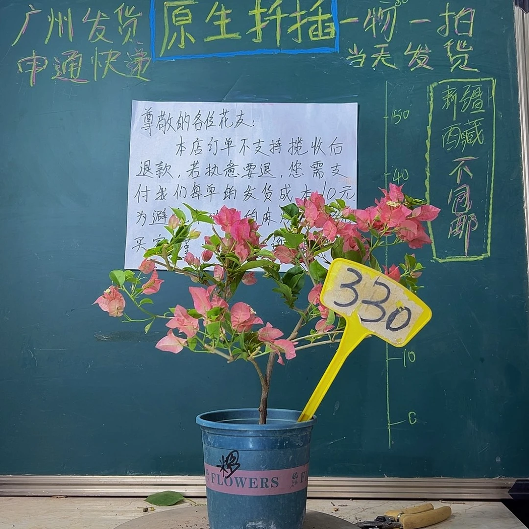 当前无花栽培后可以开花绿叶米罗330