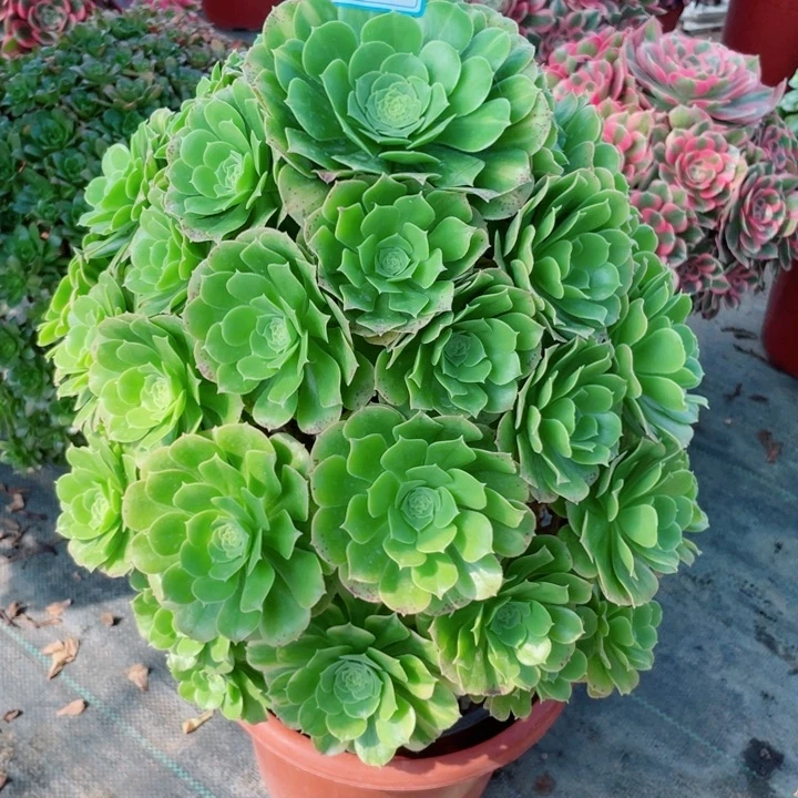 6老庄多肉法师绿杨蓉