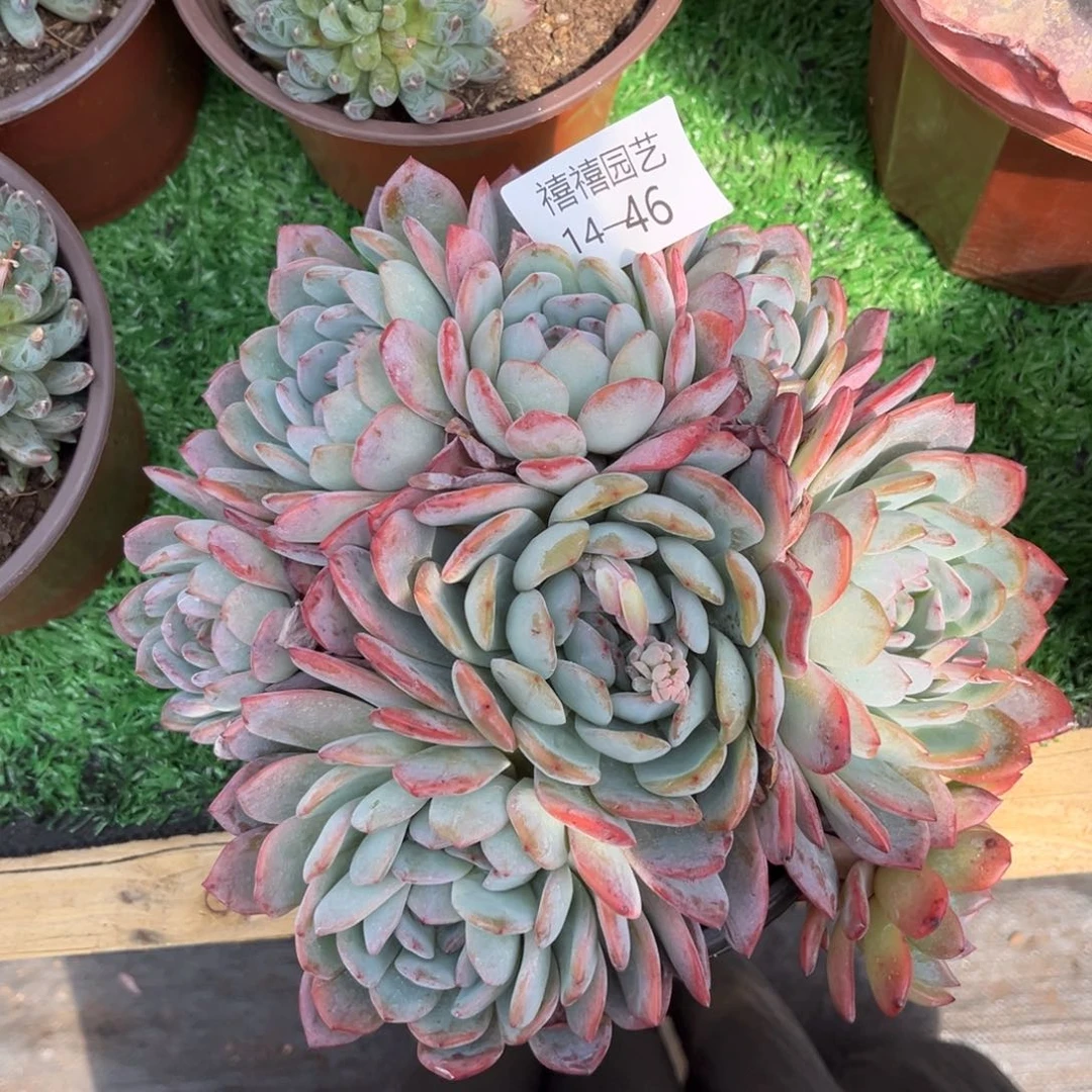 14-46全明星多肉植物