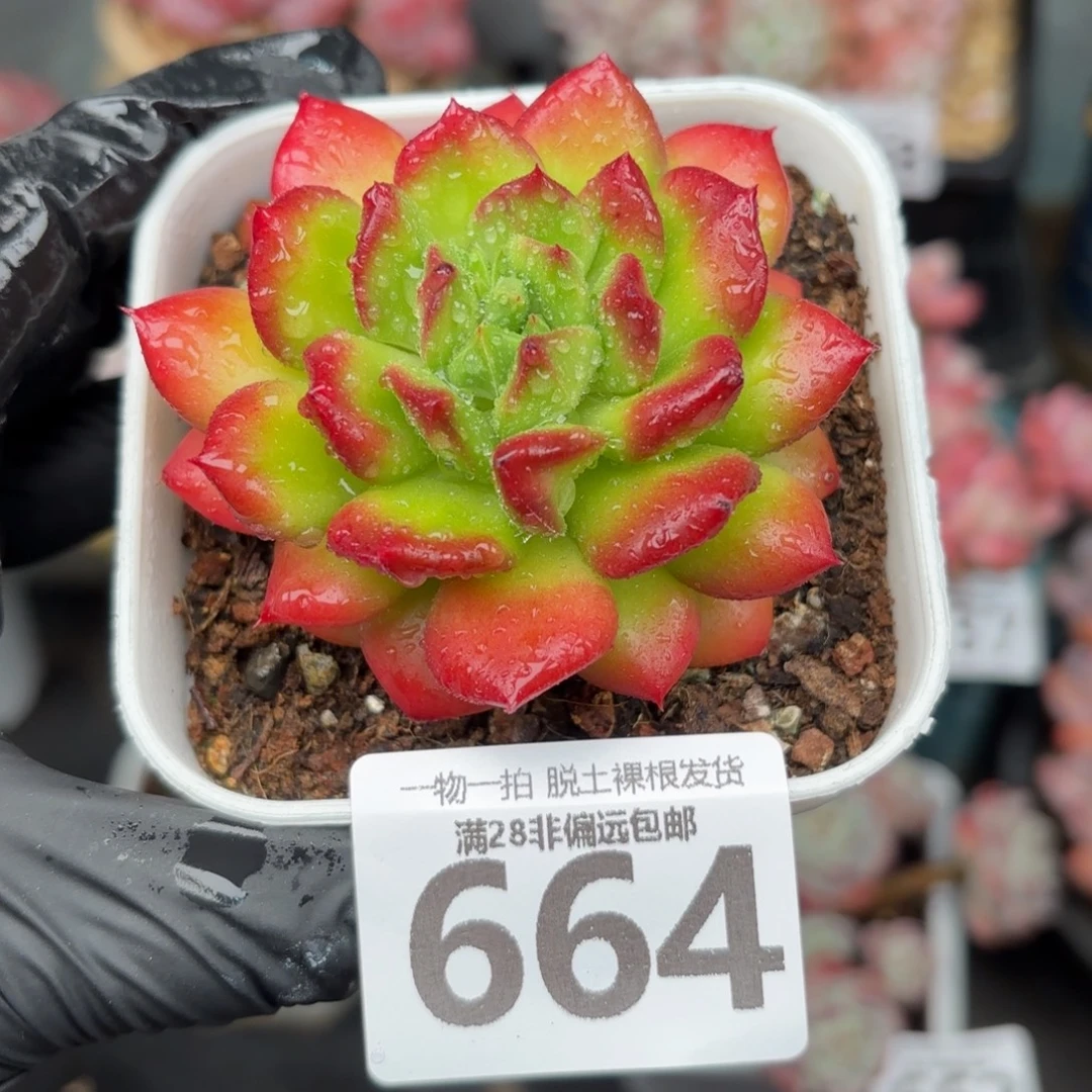 卡罗尔无盆土发货