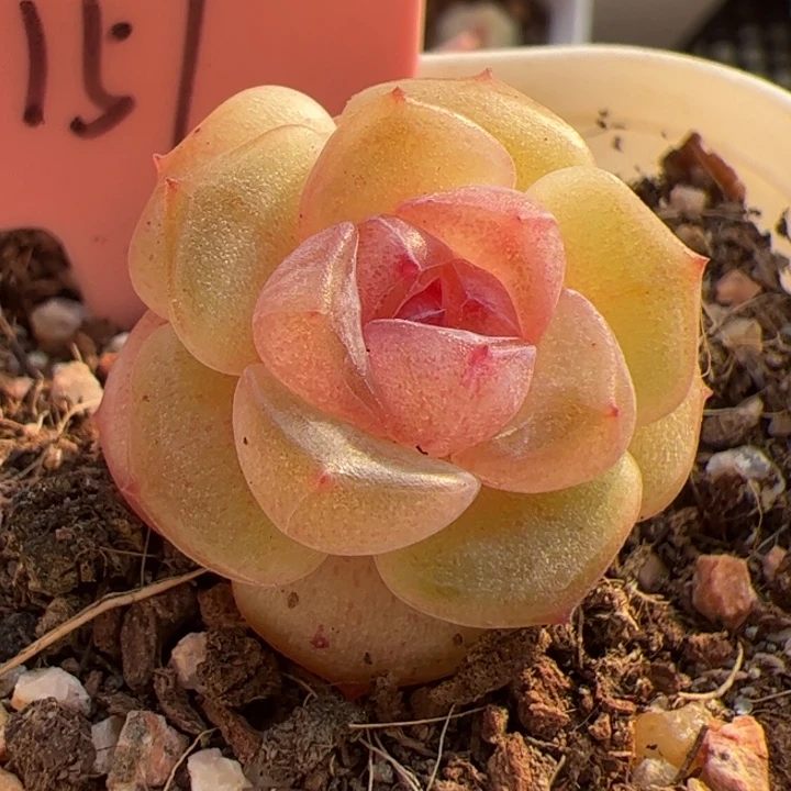 157 一物一拍，精品糖心，尺寸不大介意勿拍