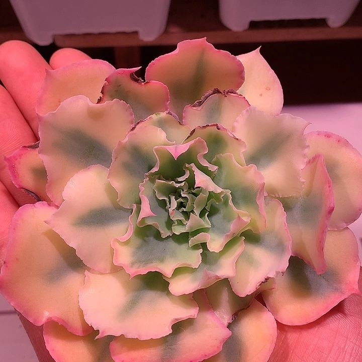 弗罗伦萨锦锦锦锦锦锦