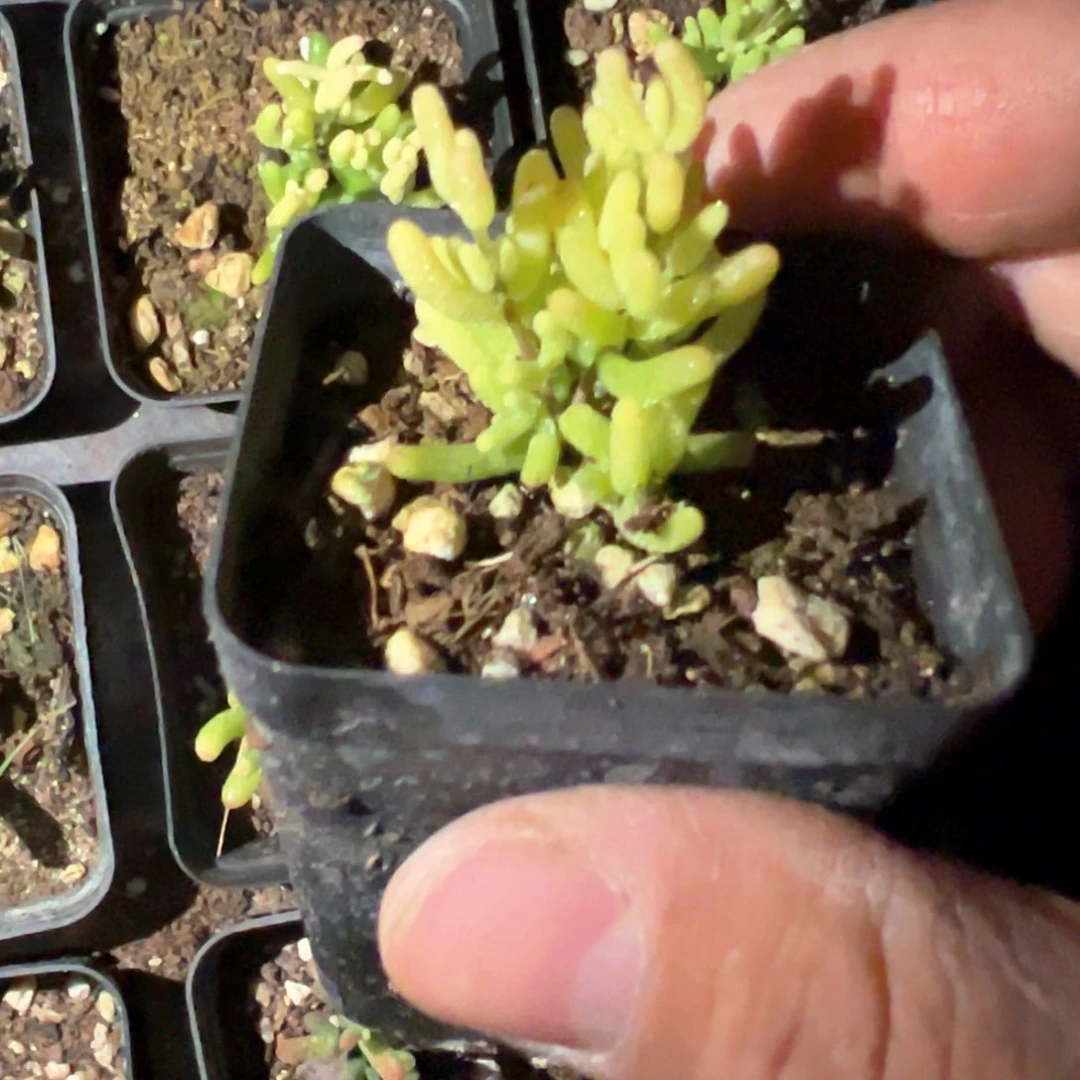 糖球黄化锦老桩精品55杯