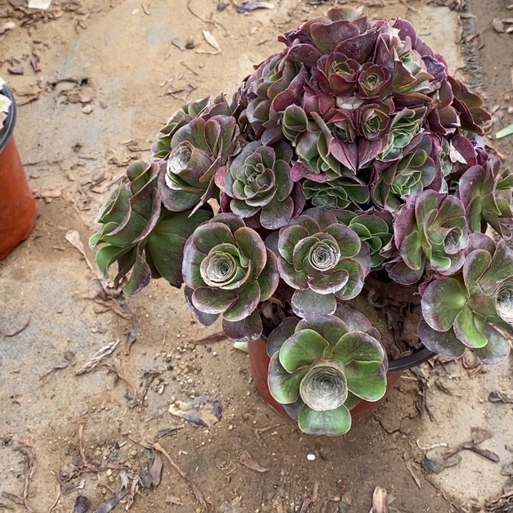 魅金多肉断头不包3790