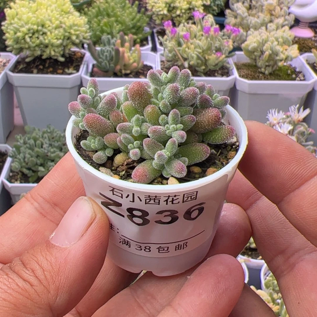多肉植物枝干冰晶