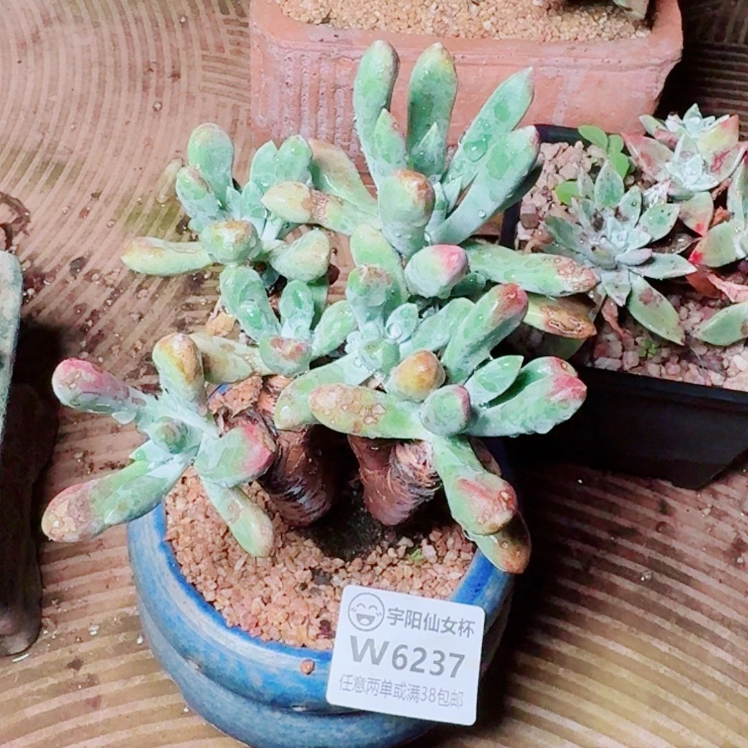 6237登喜芙罗拉仙女杯