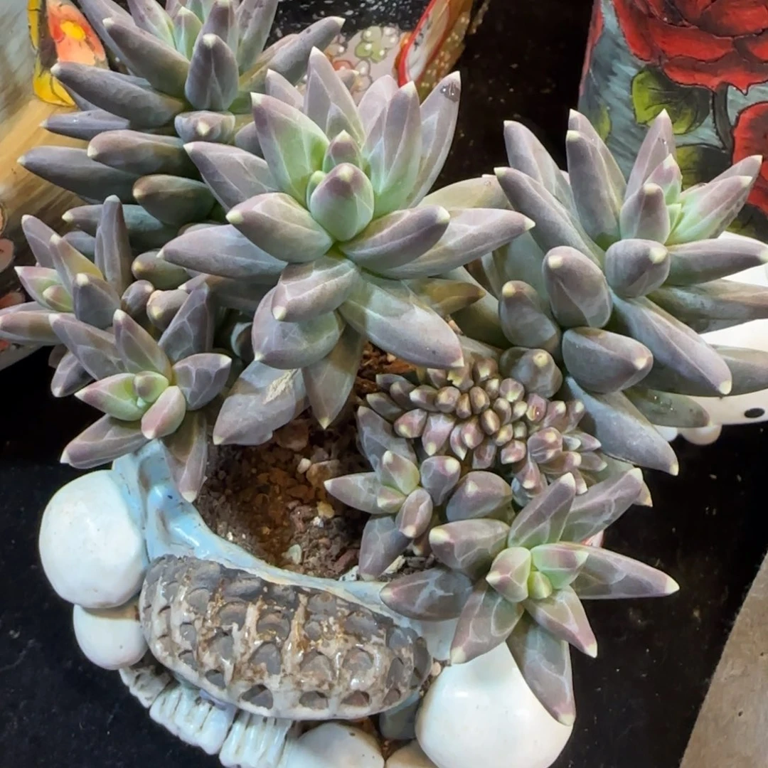 韩版乌拉克拉一颗带缀化