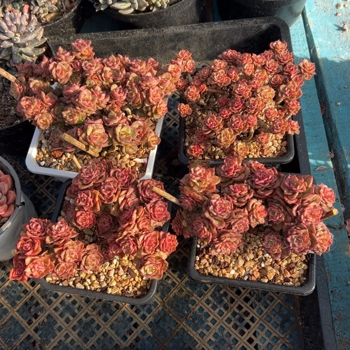 精品多肉植物老桩随机发一棵蜡牡丹