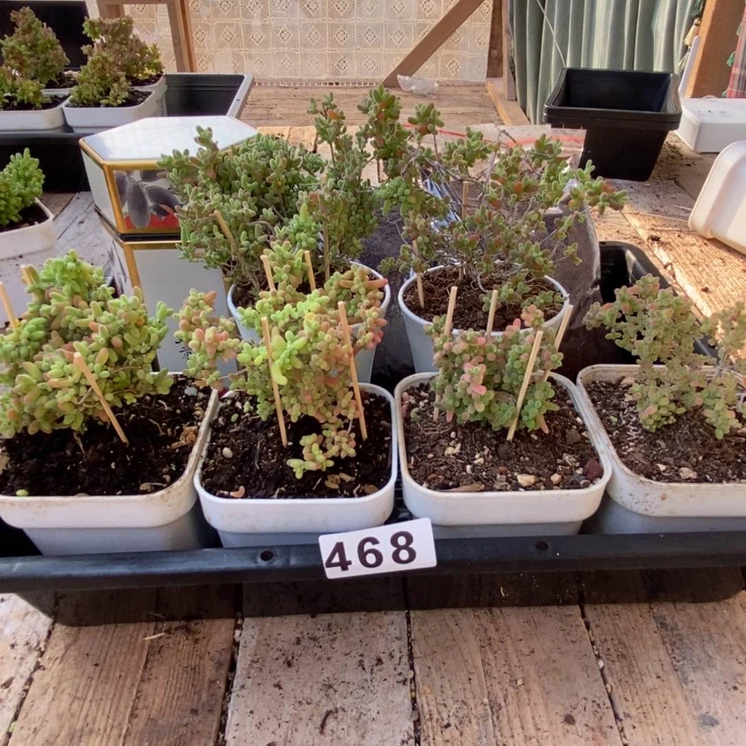 枝干番杏多肉植物468