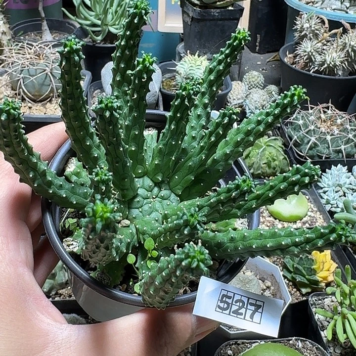 527九头龙脱土发货