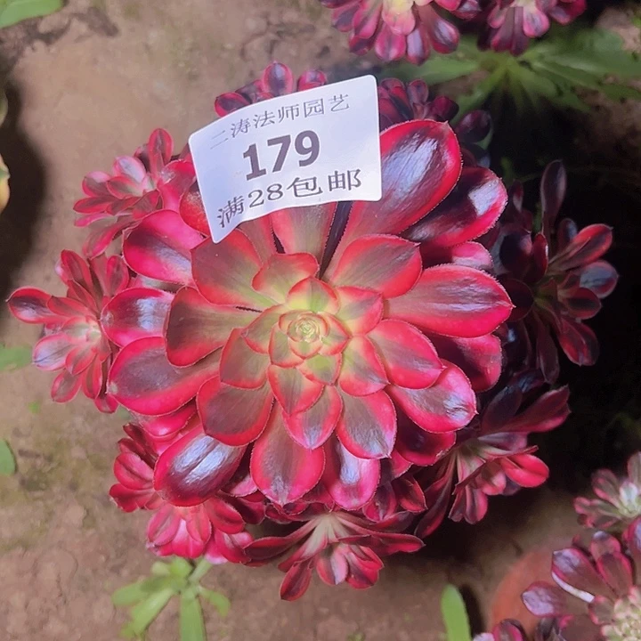 179丽娜多肉植物老桩