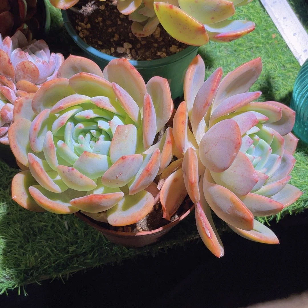 一颗柠檬糖 双头凤橙大老桩