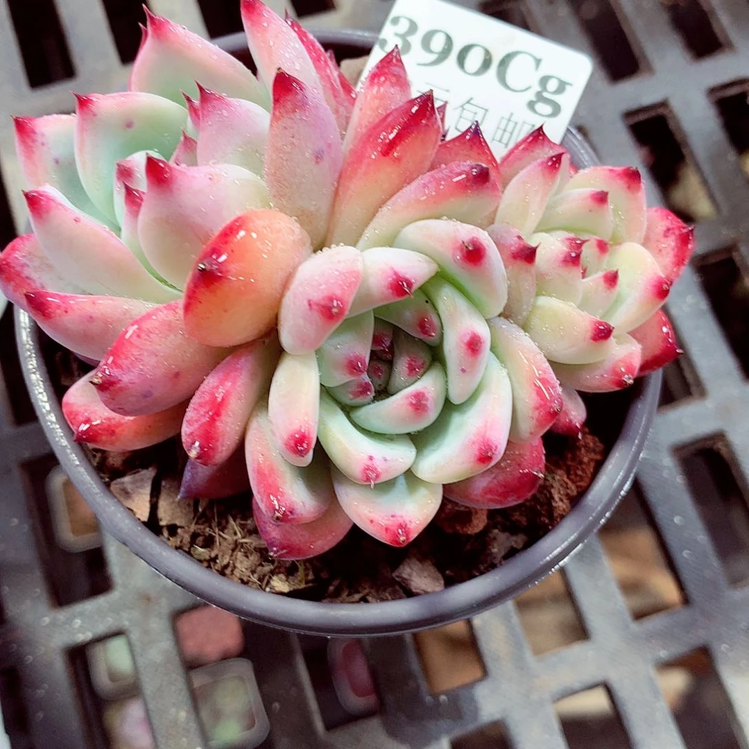 5厘米盆精控多肉390