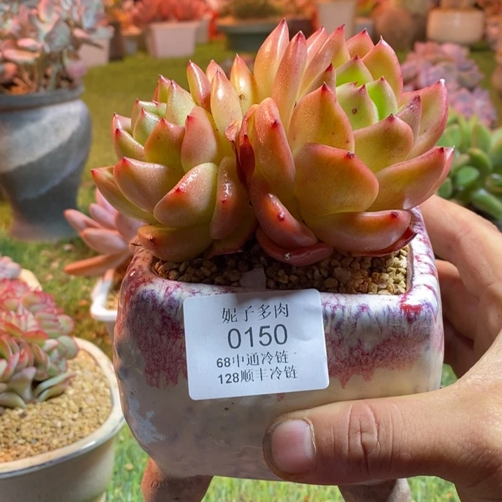 0150啊啊啊啊啊啊啊啊啊啊