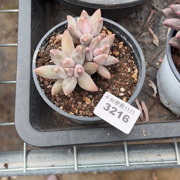 阿雅园艺。         3216玉霜美人