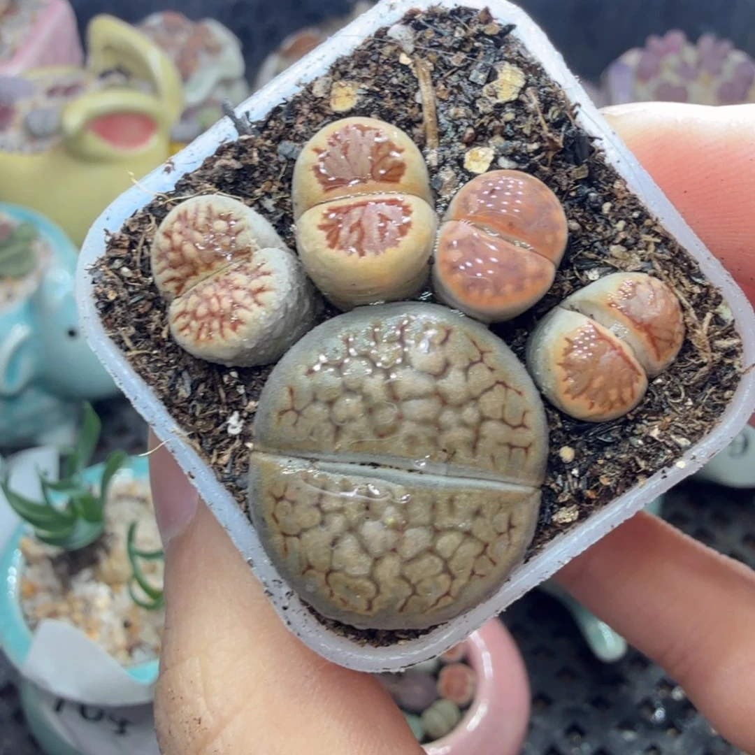 多肉葡萄的季节性好813