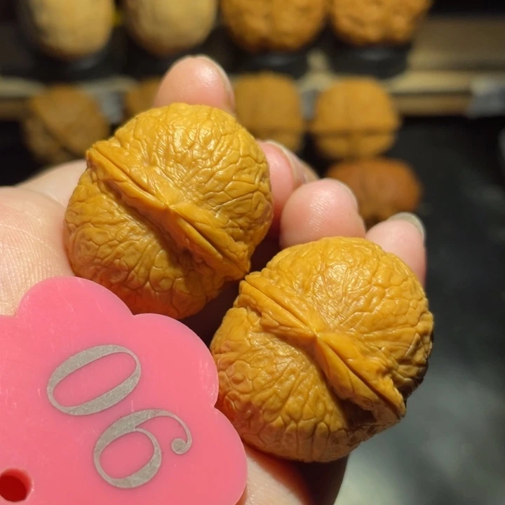 龙珠31包，尺寸核桃。