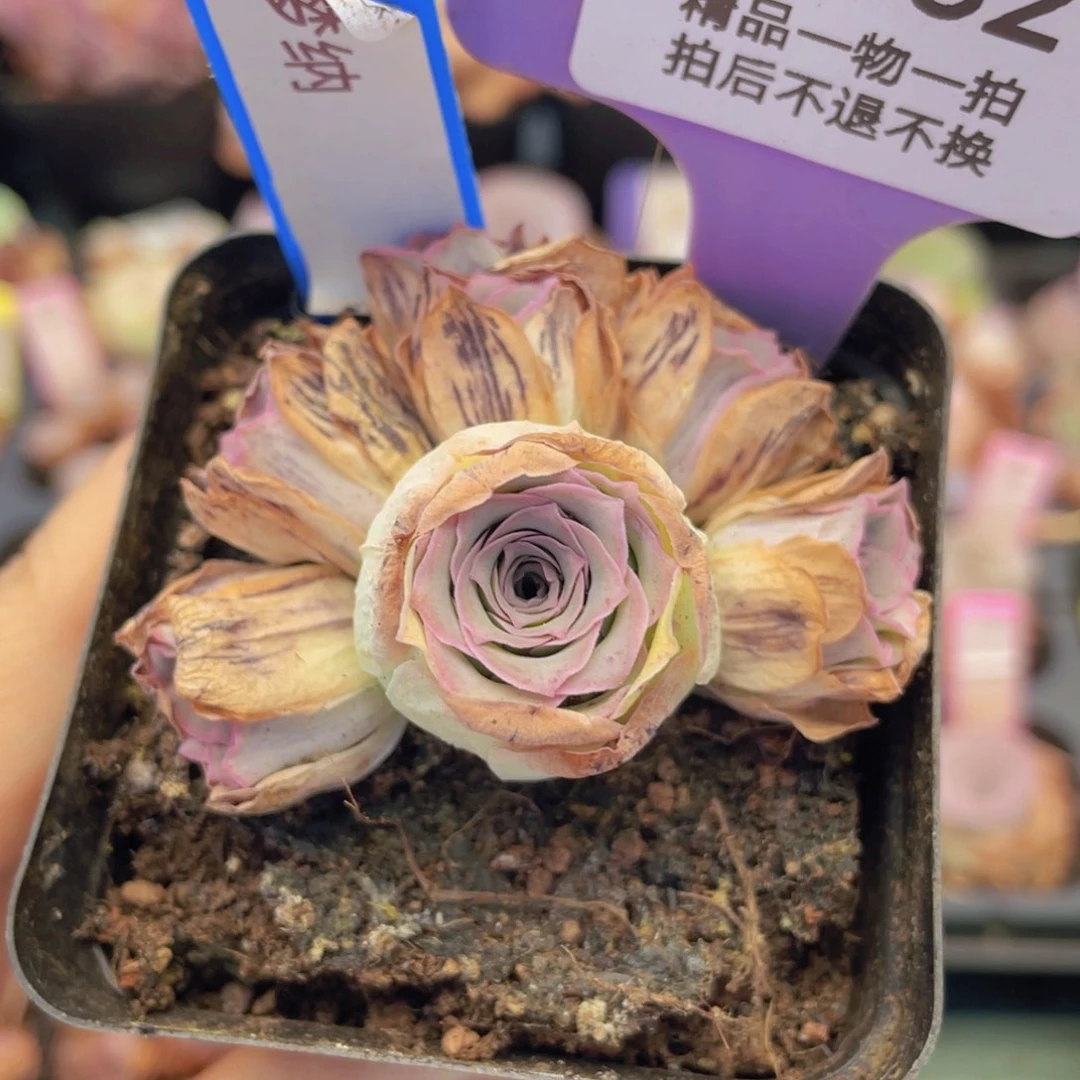 山地玫瑰梦纳J82