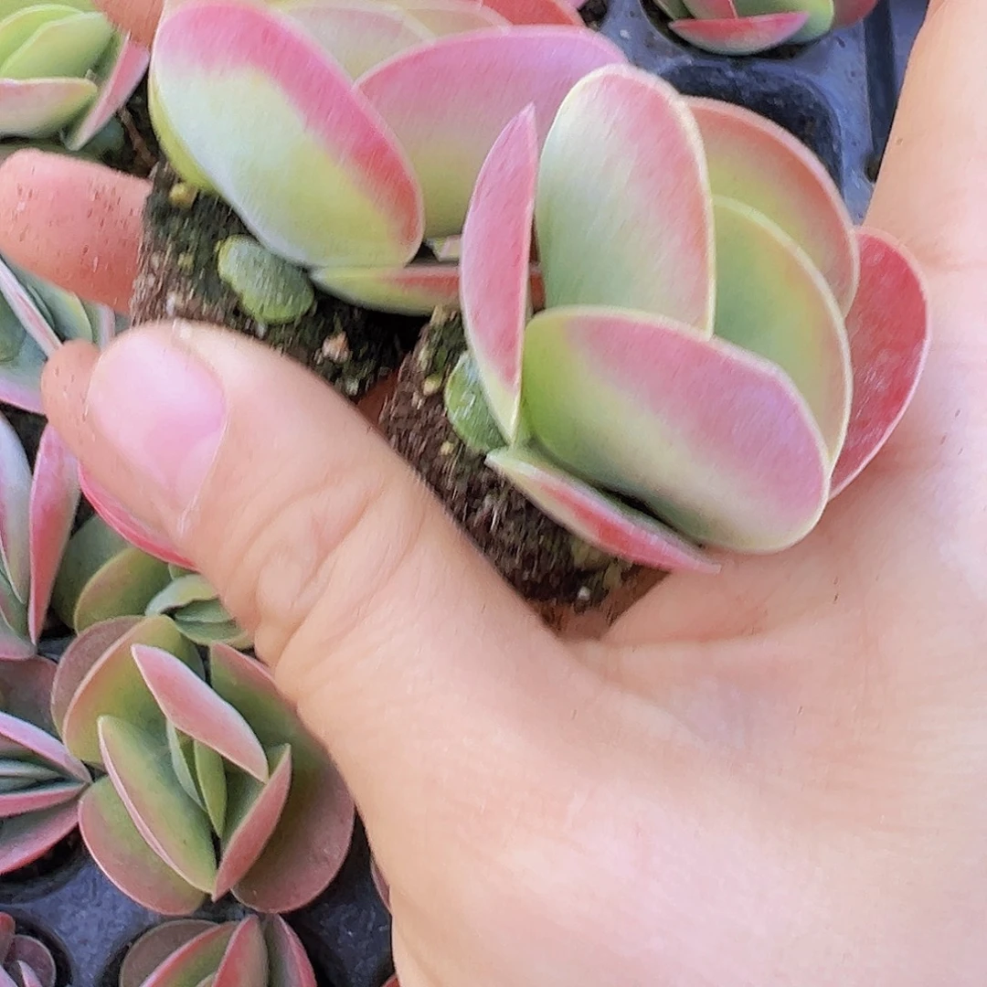 唐寅苗5颗多肉植物