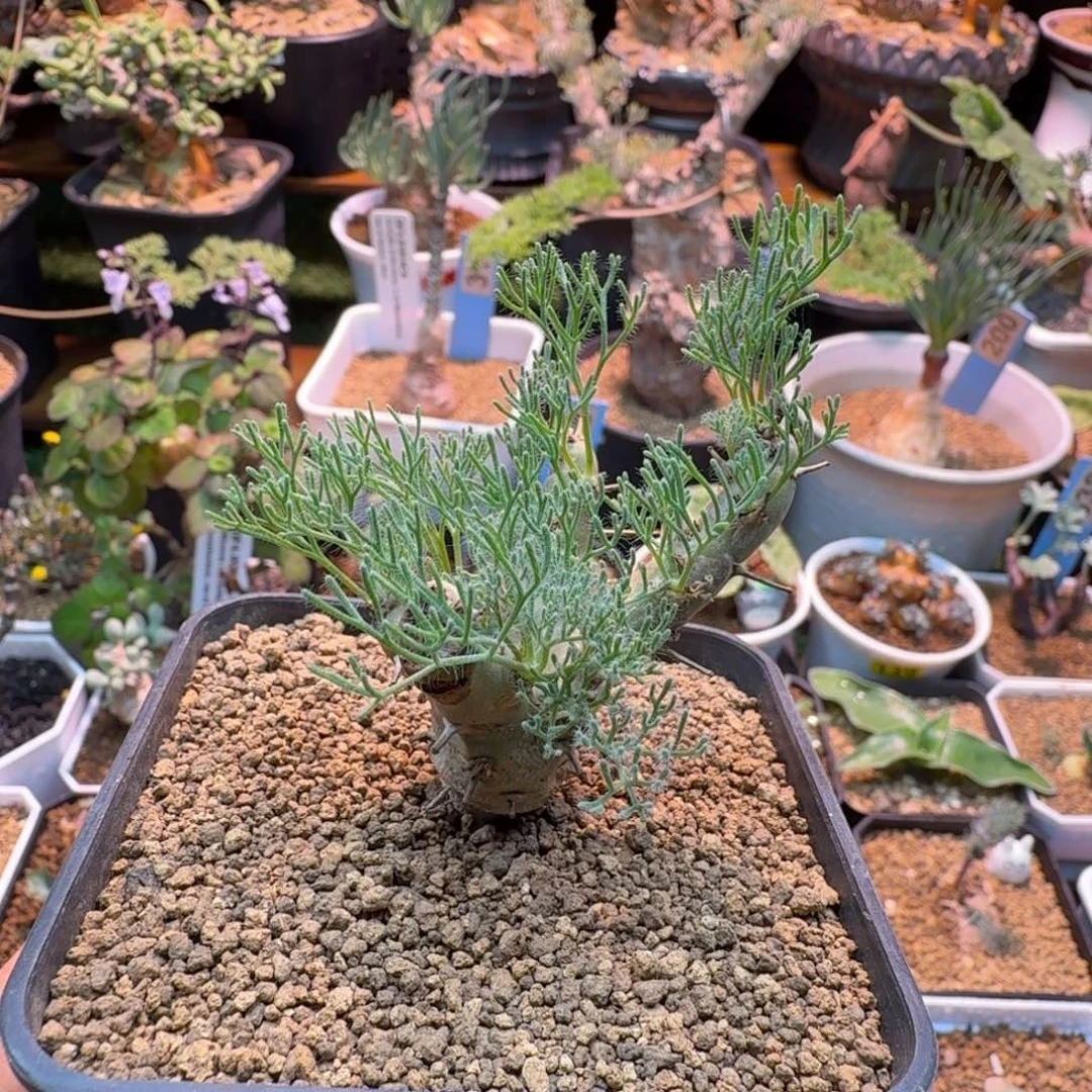 白皮月界105(微瑕) 仙人掌