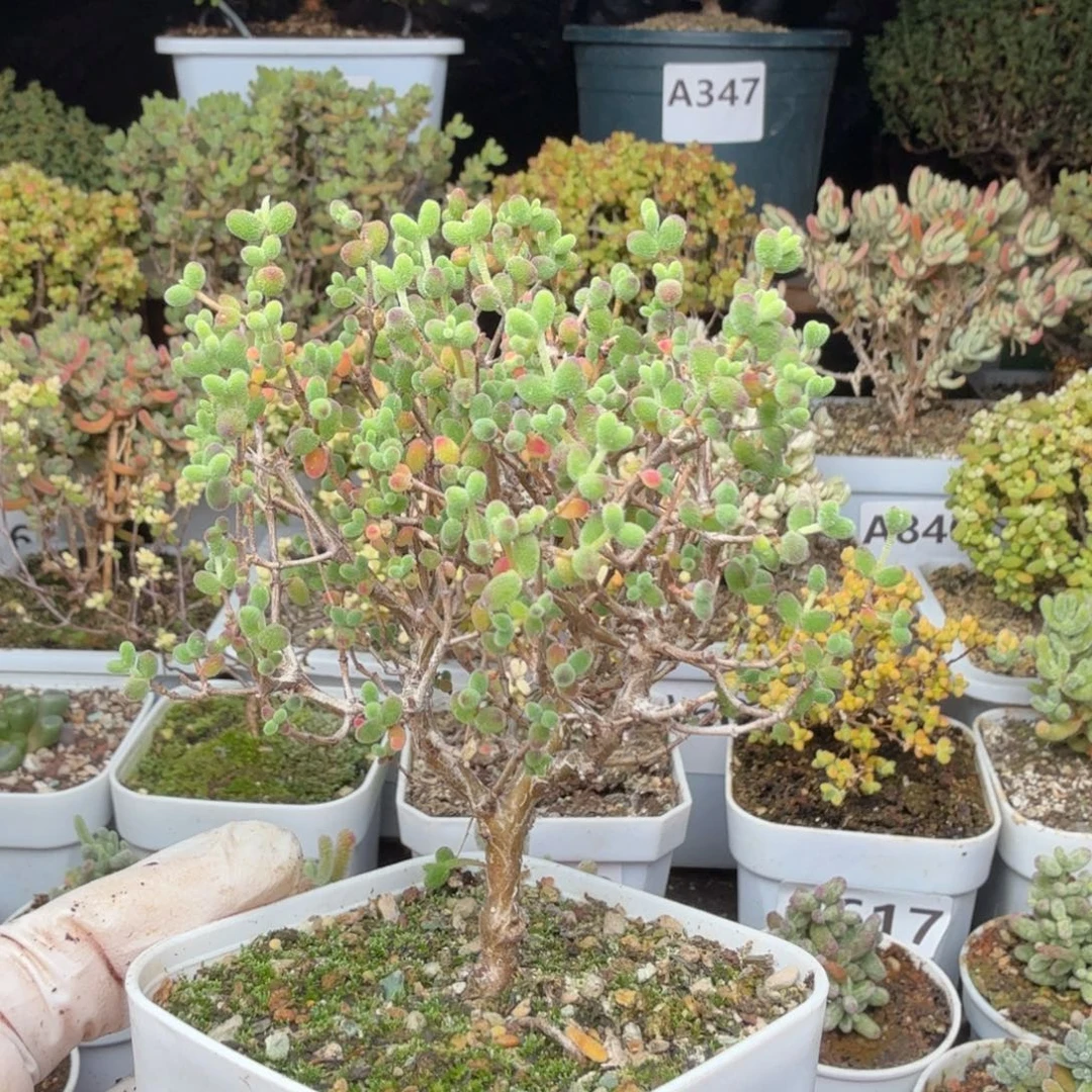 A612糖球枝干一物一拍