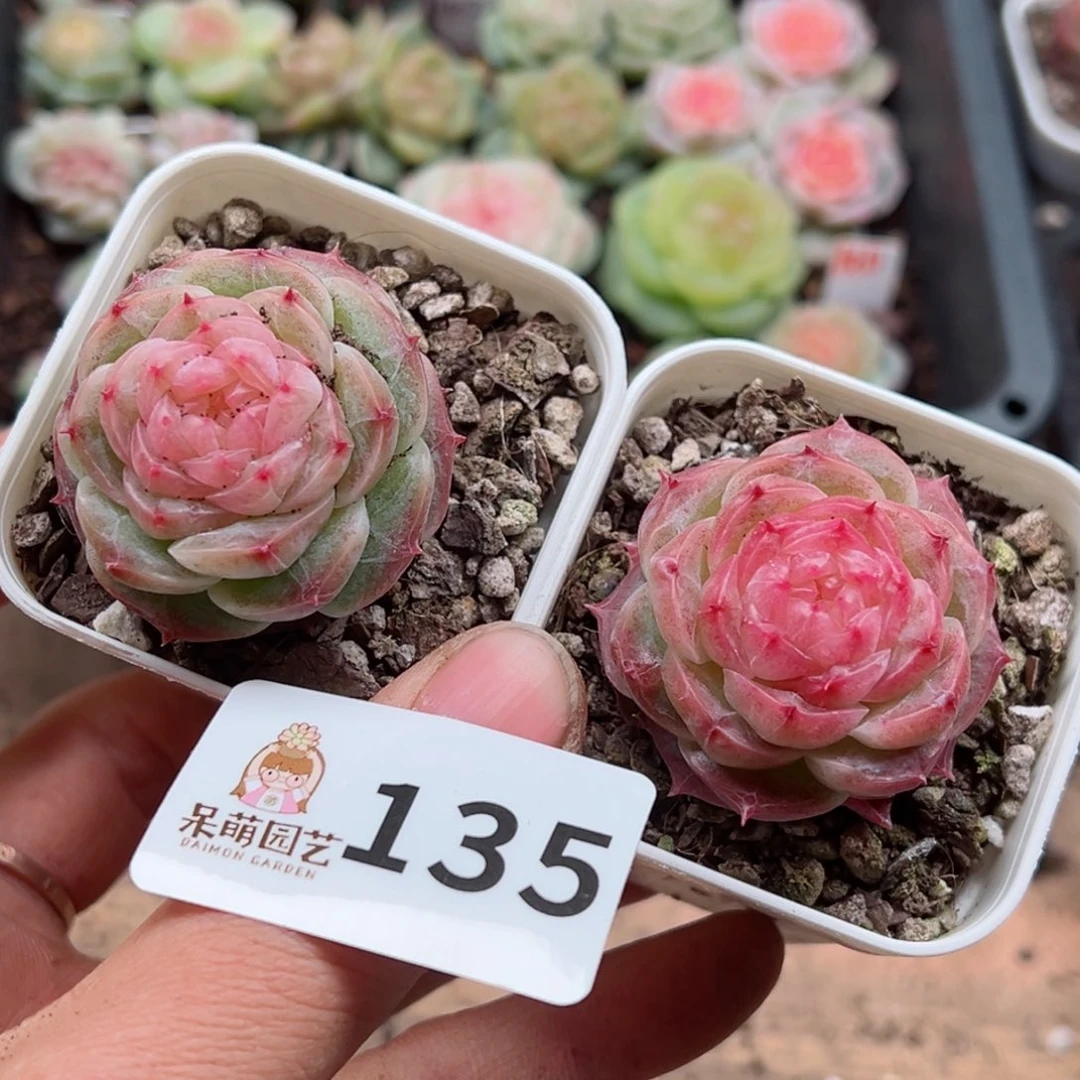 多肉植物多肉植物