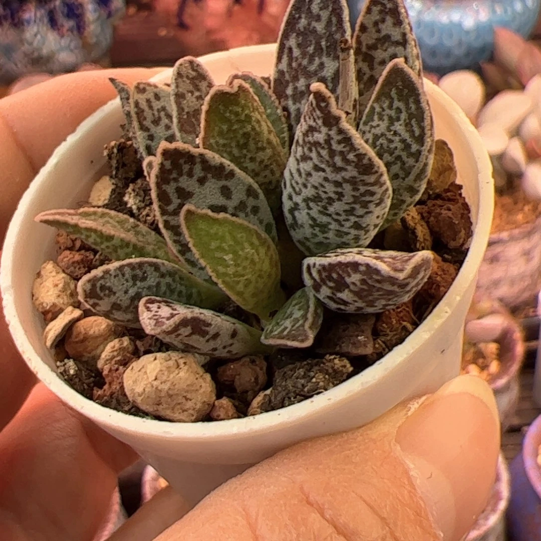 白孔雀。