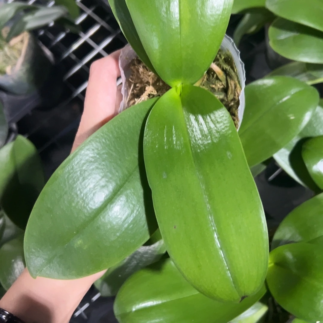 当前无花栽培后可以开花美杜莎3.0苗