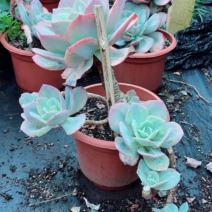 雪凤老桩带飘枝发货