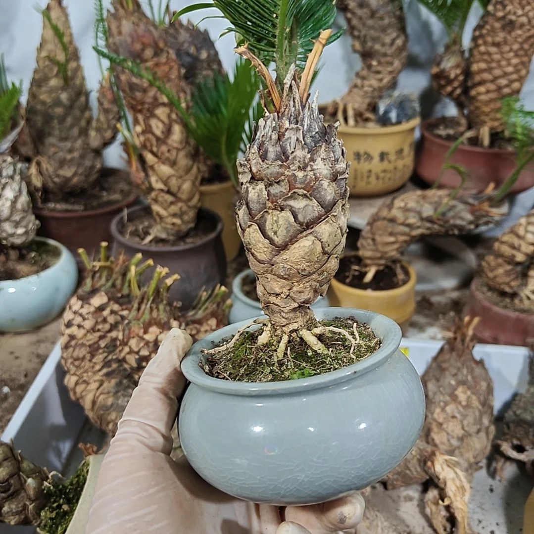 归***隐无花朵白鳞铁盆景基地价