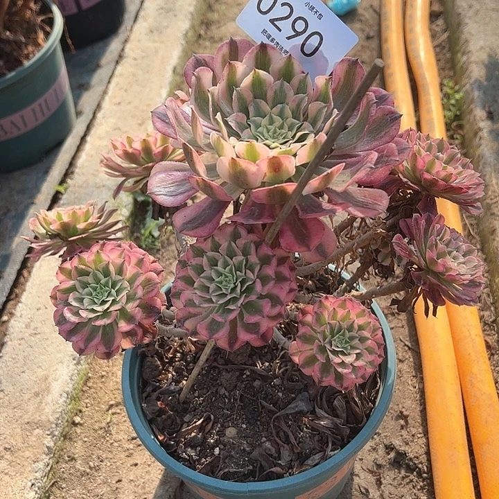 0290粉铜多肉植物