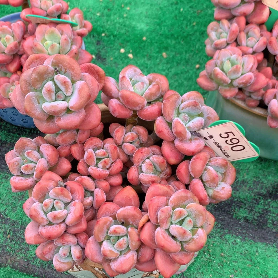 永***姐红洛神老桩无砍590
