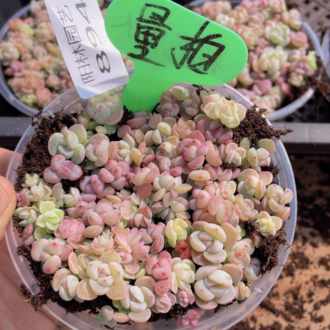 量拍多肉植物多肉植物894