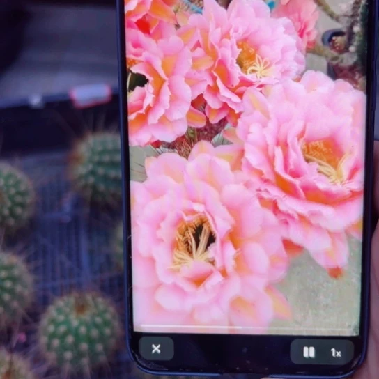 下31毛粉桃精灵歪无根侧芽5公分左右20包邮