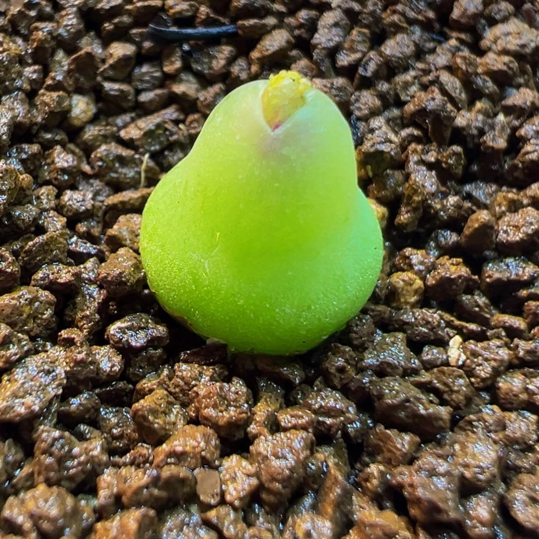 513多肉植物种类多样