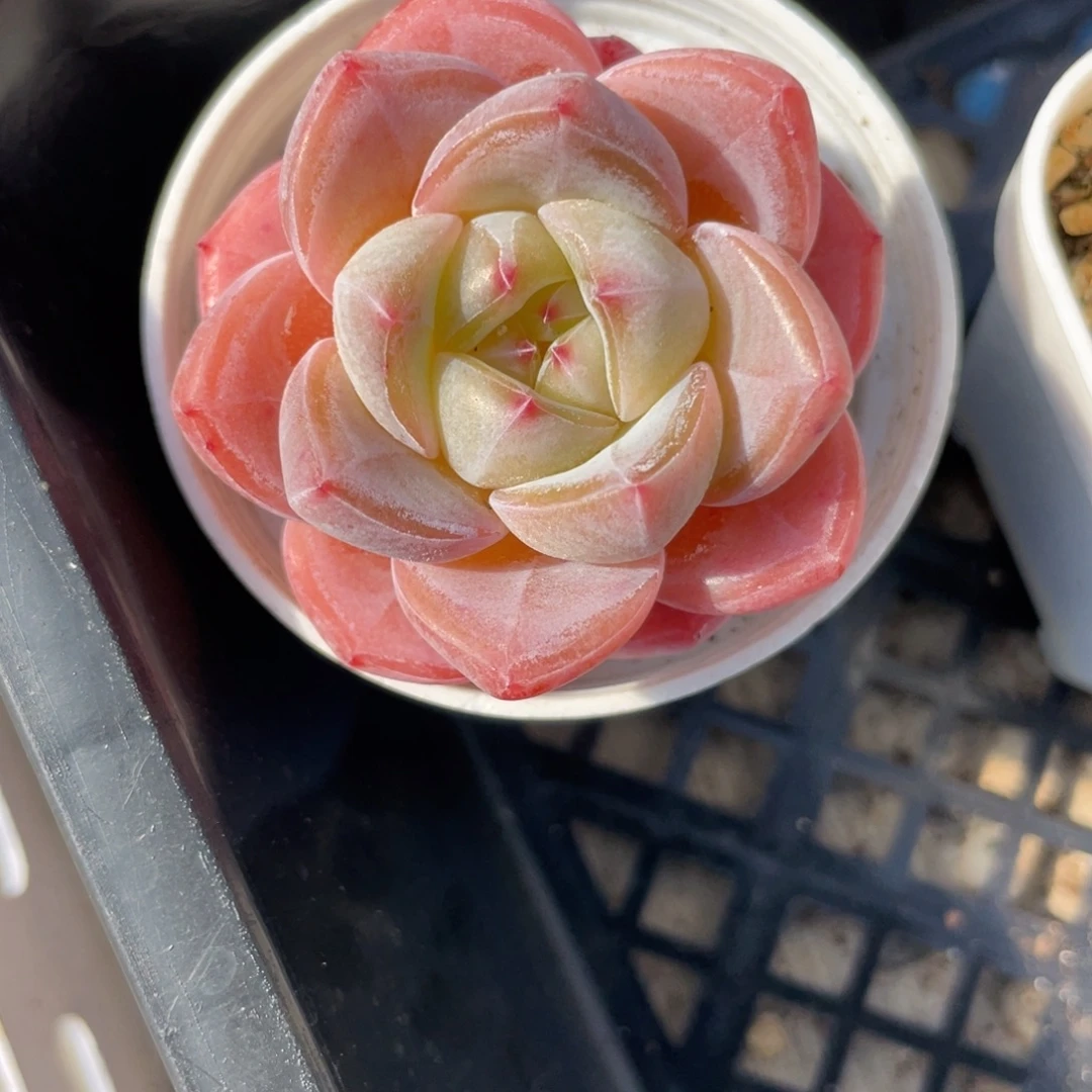 1637糖心福利单头