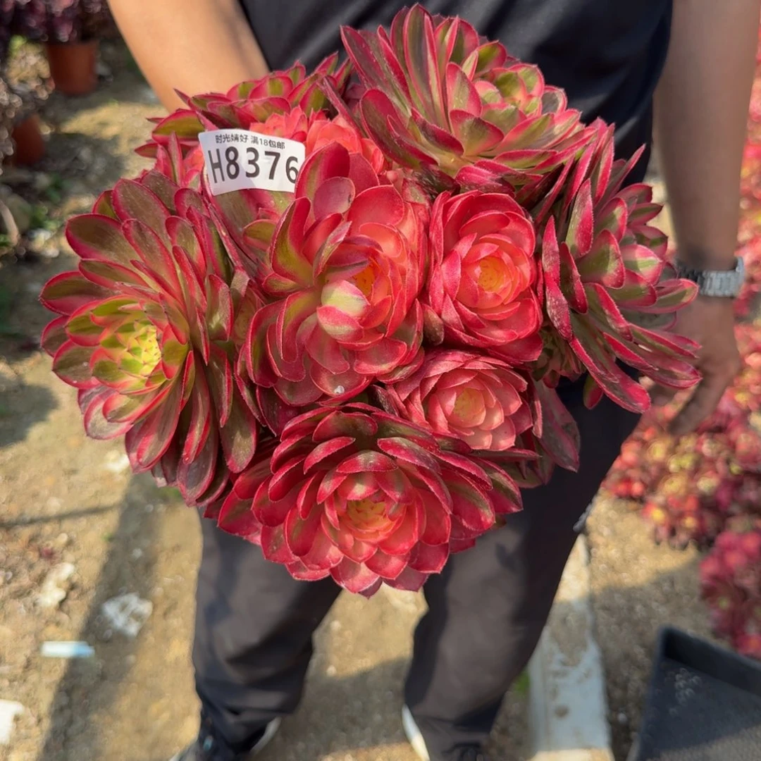 8376荔枝。多肉植物