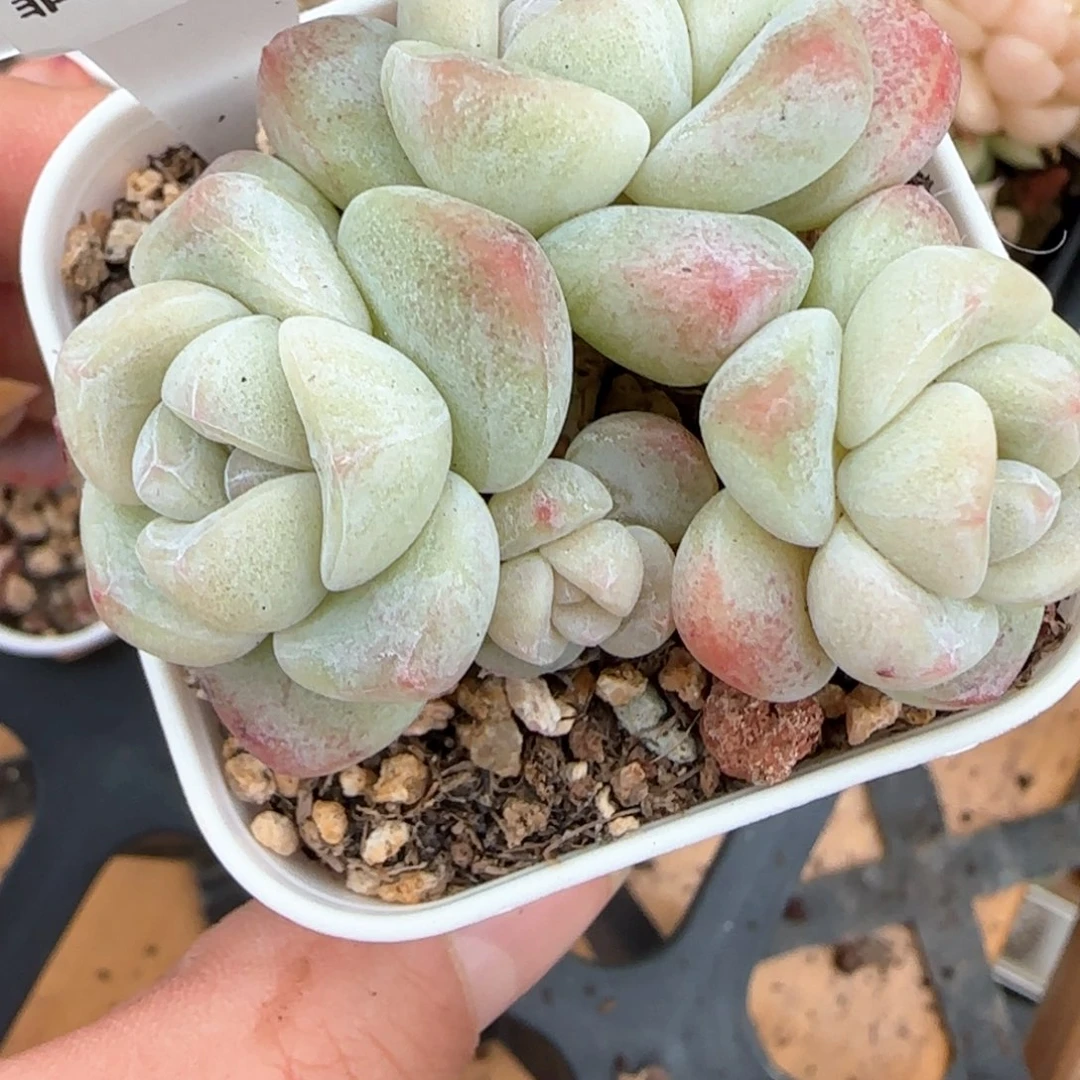 204东篱下多肉植物盆栽