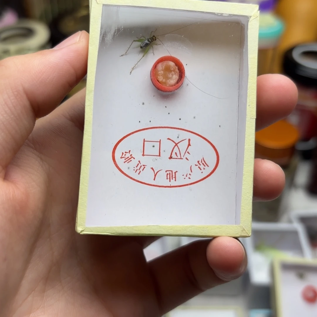 翡翠蛉长须包邮一条