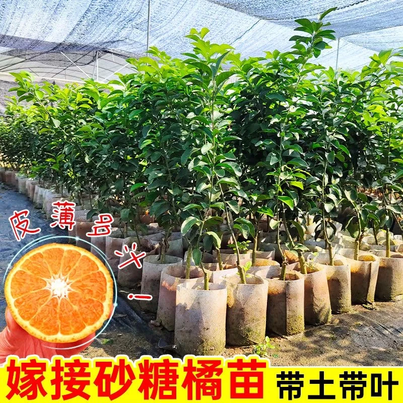 【无核沙糖橘树苗】盆栽地栽南方北方均可栽种