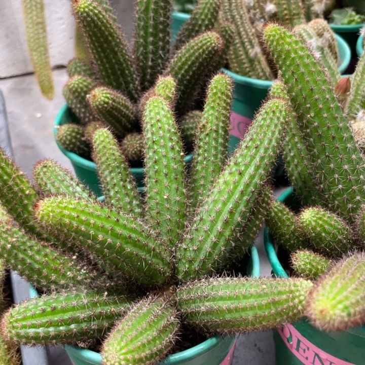 群生多头垂钓金妞10头左右