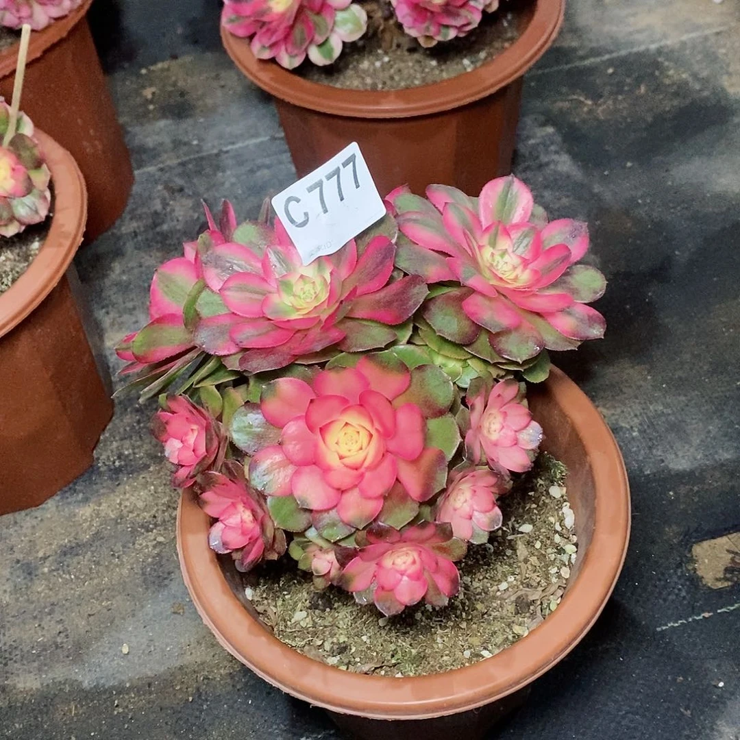 杨***姐荔枝777多肉111111