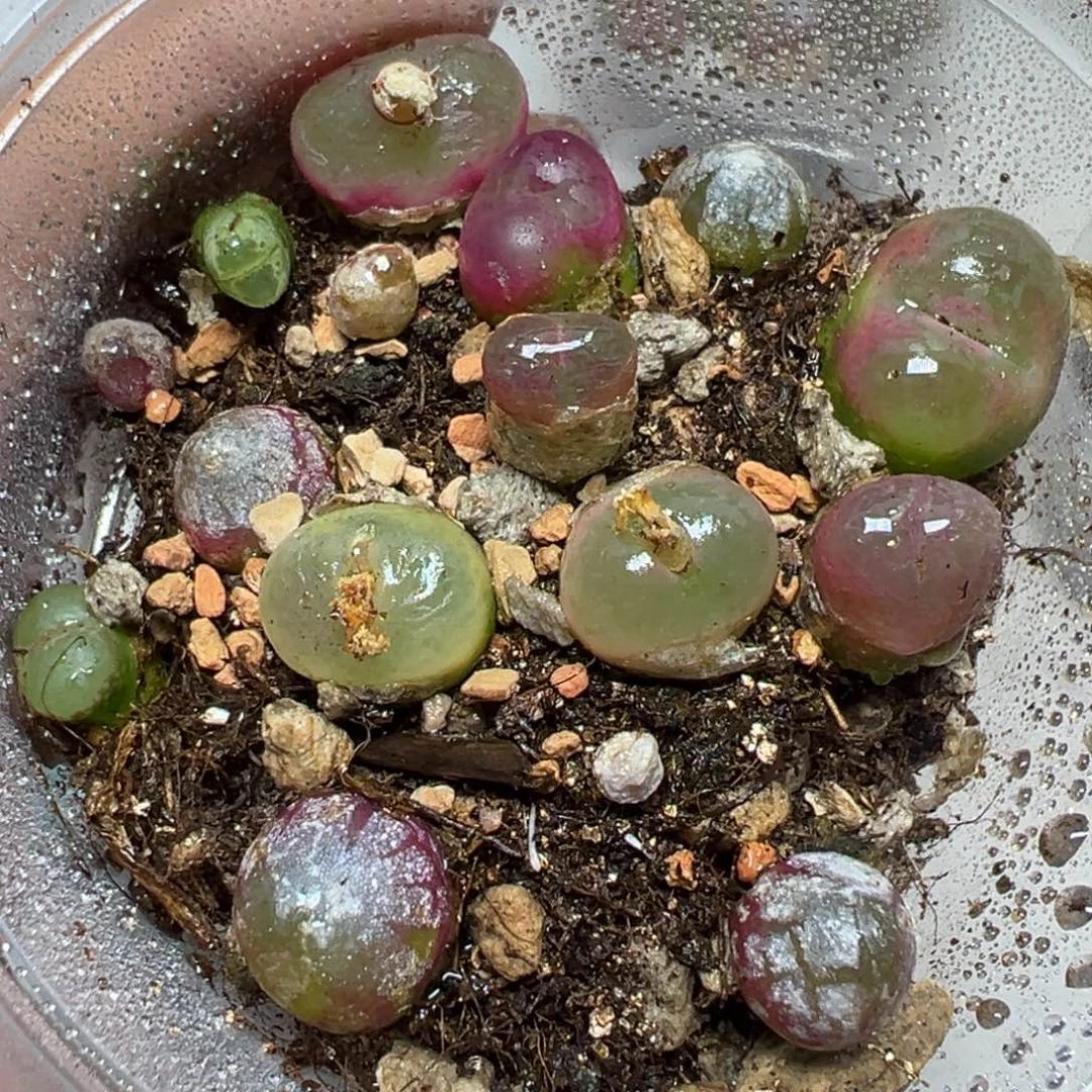 【闪购商品】 517。