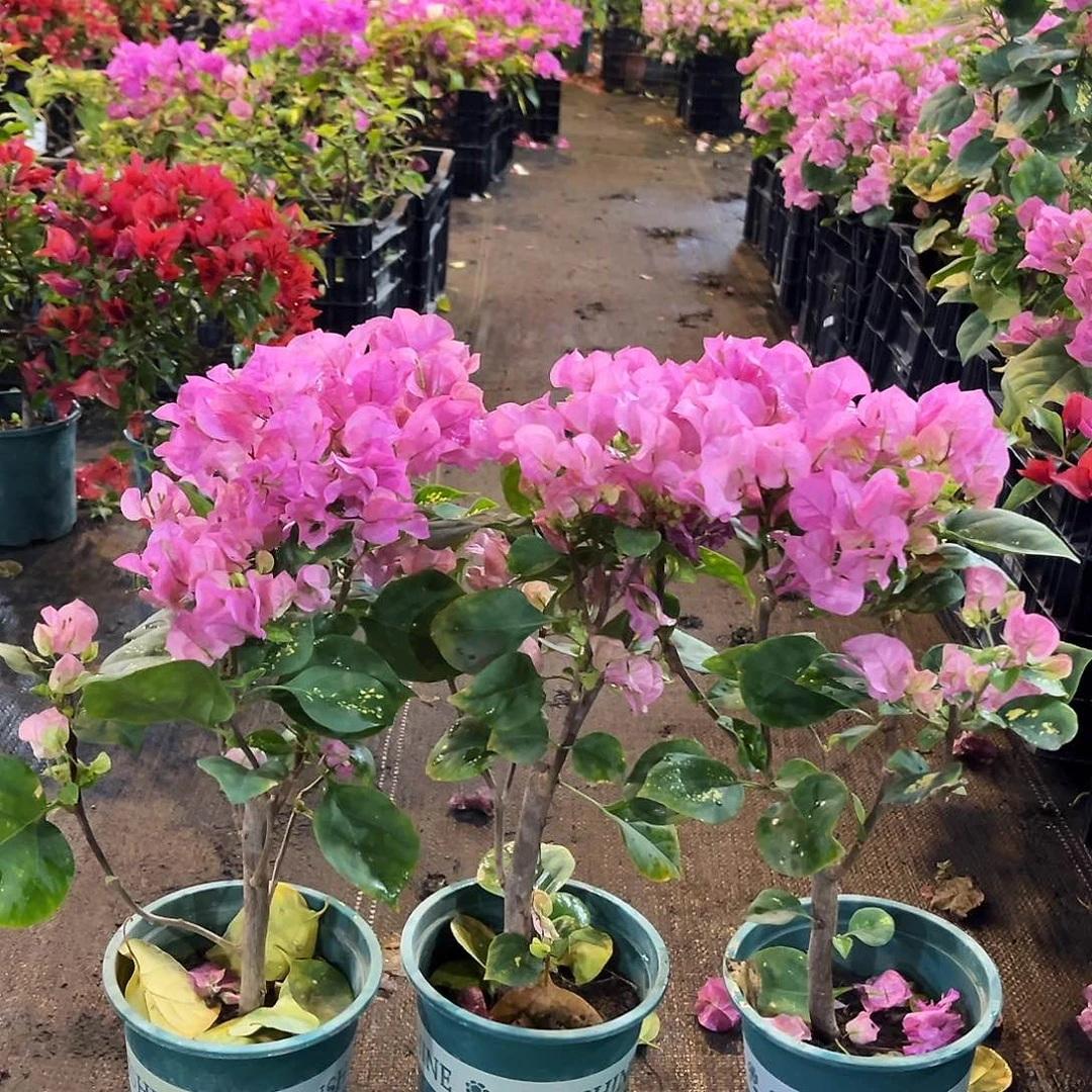 大部分花苞少量开放洒金粉掌中宝一颗