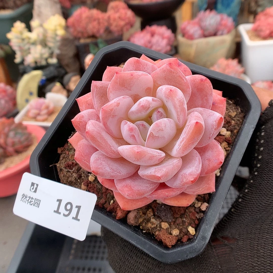 191玫瑰梦露多肉植物66666