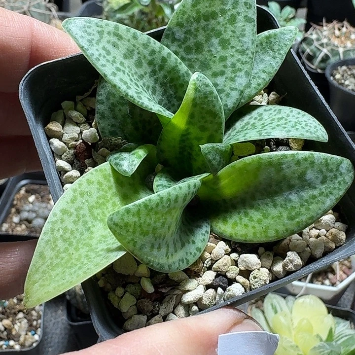 823油点百合锦脱土发货