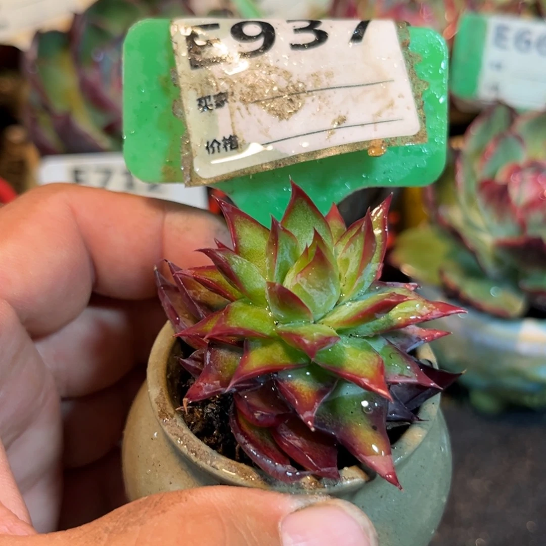 惊鸿一瞥多肉植物937