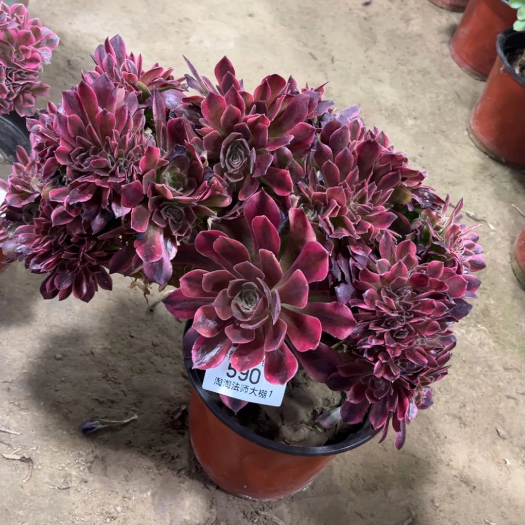 590雅典娜缀化多肉植物